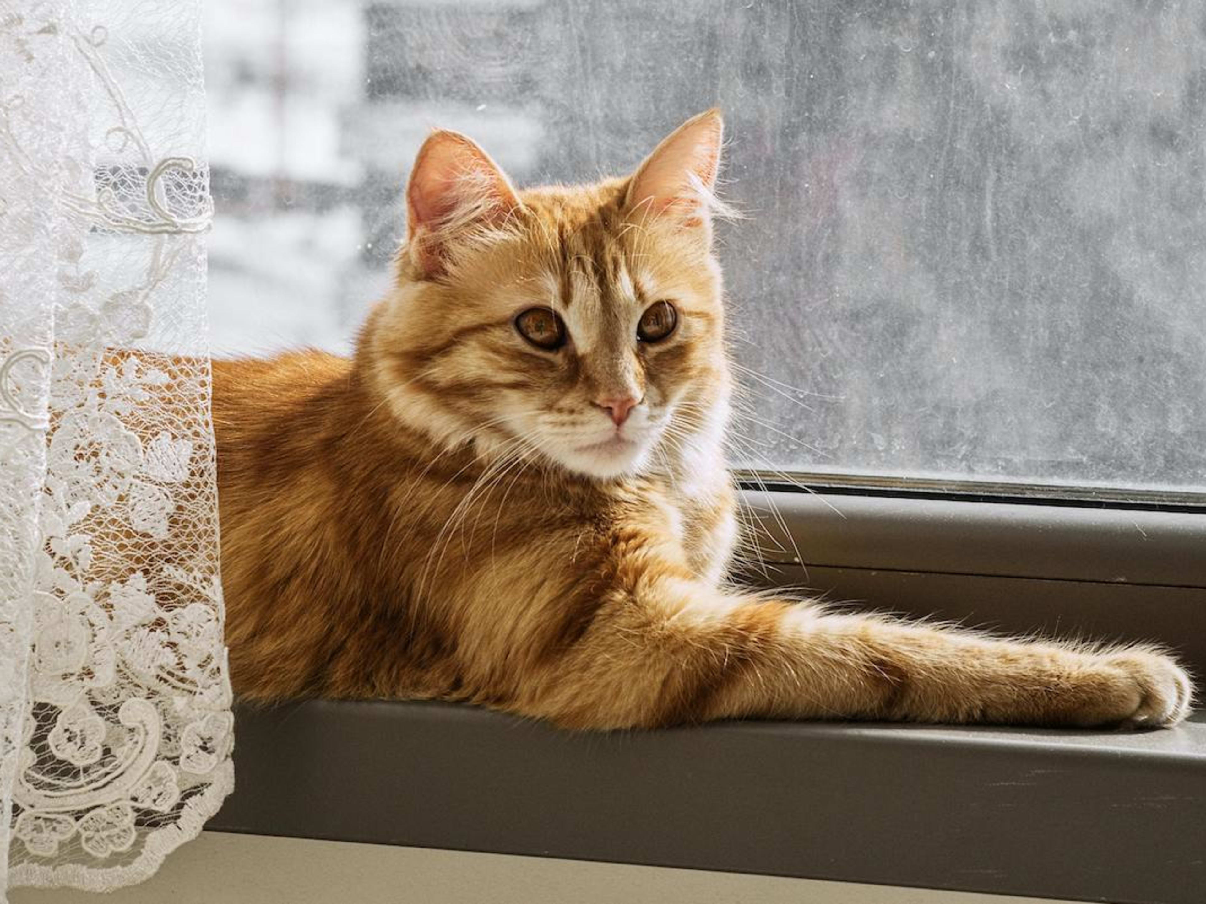 Orange Cat Names: Popular, Cute, and Unique Name Ideas