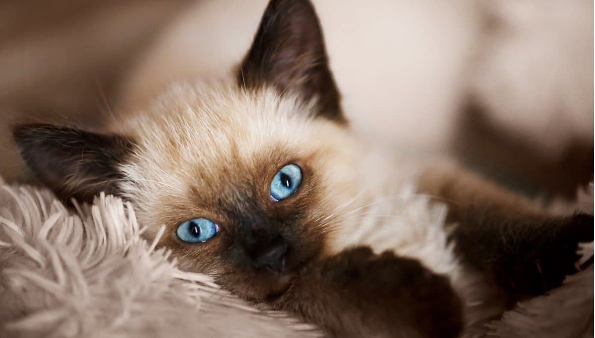 A Balinese cat with blue eyes resting on a soft blanket