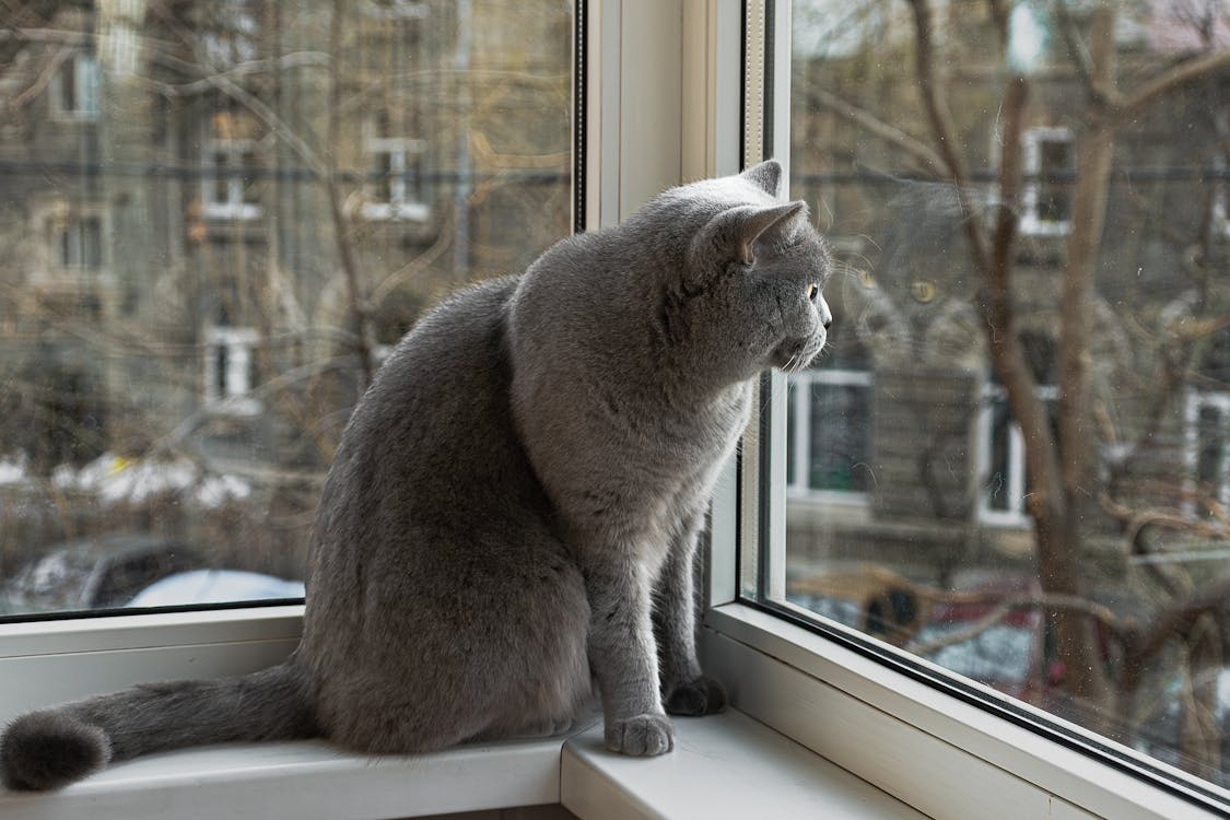 A British Shorthair cat perched on a window ledge looking outside during daytime