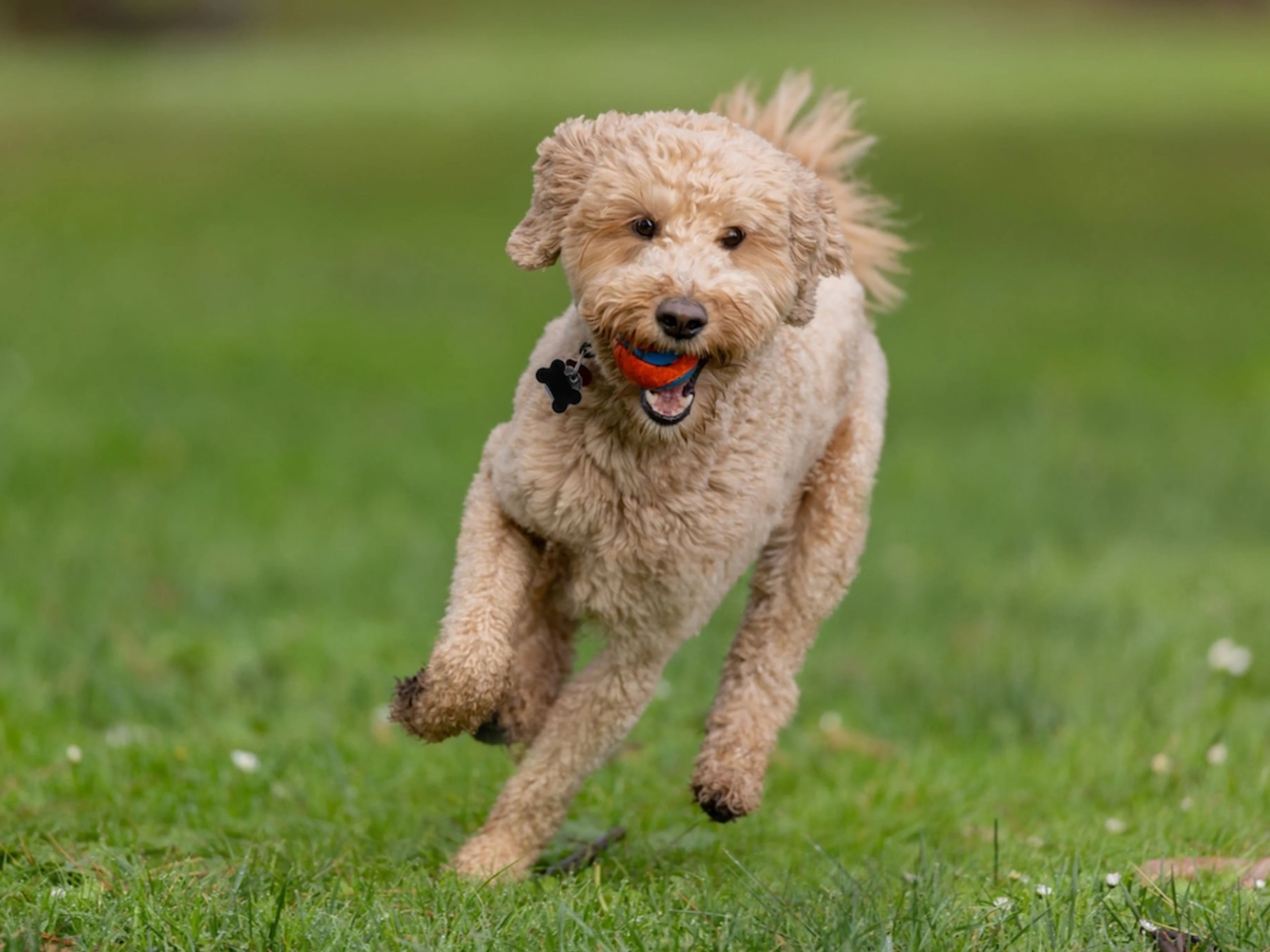 A Goldendoodle running on a grassy park path with ears bouncing and a happy expression, outdoor action photo style, photorealistic