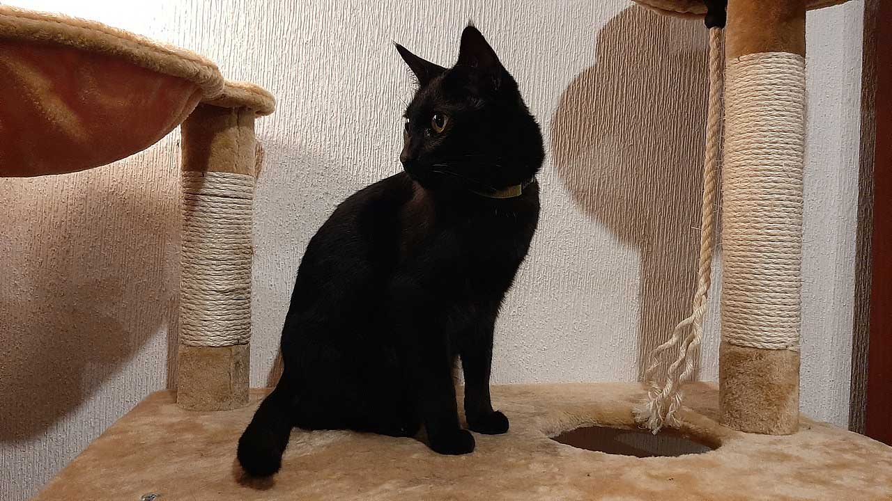 A black Bombay cat standing on a cat tree platform looking down with alert curiosity