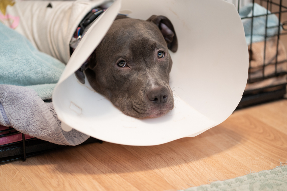 A bright-eyed puppy resting comfortably on a soft blanket at a veterinary clinic during a recovery check