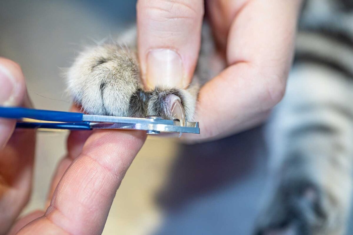 A calm cat having its back paw gently held while a person trims the back claws with a small pet nail trimmer
