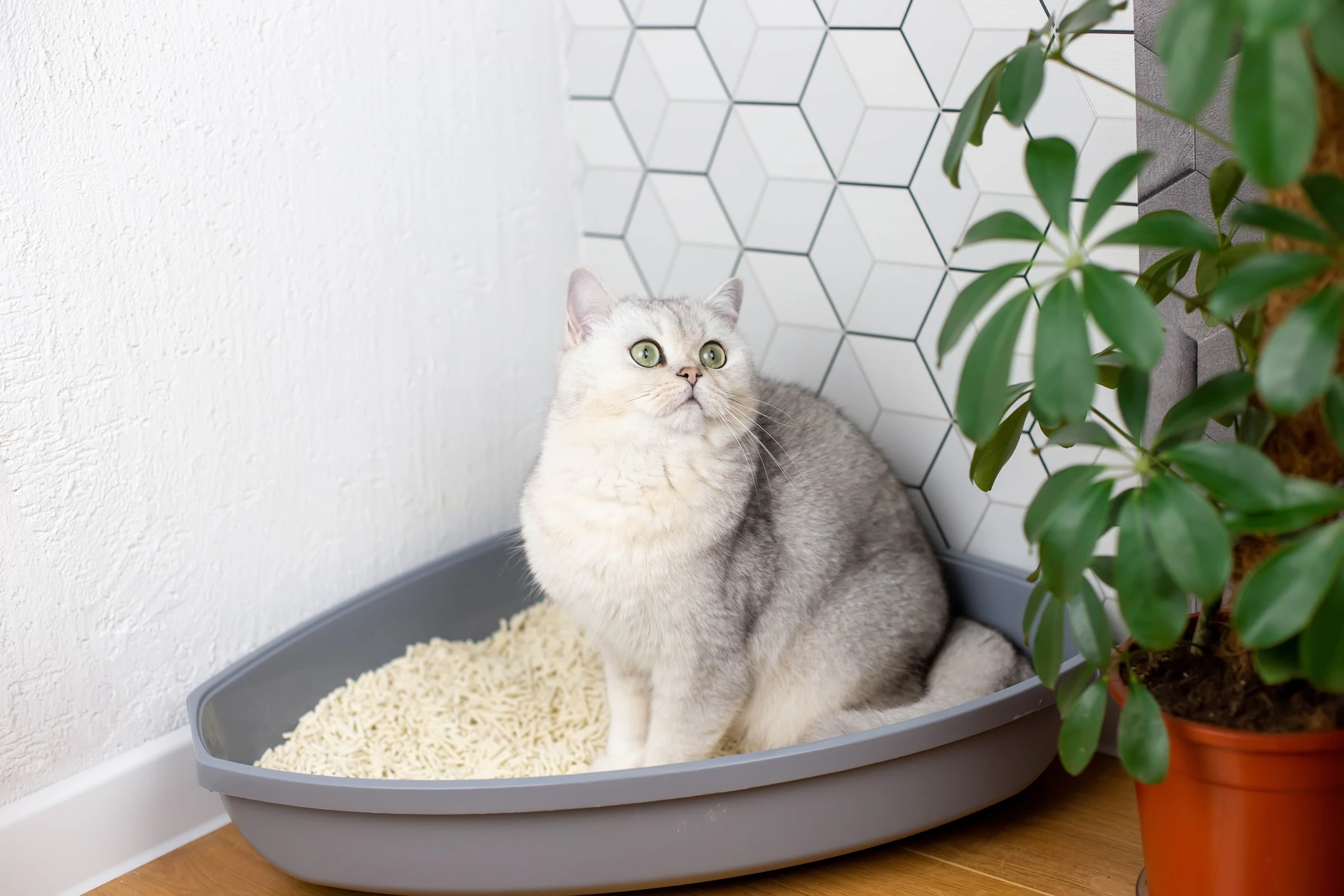 A calm declawed house cat stepping into a clean litter box in a quiet home, with relaxed body language