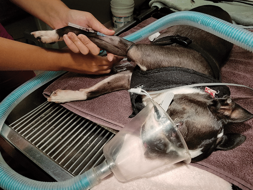 A calm dog on a padded table in a veterinary specialty hospital being gently prepped by staff for a cardiac catheterization procedure