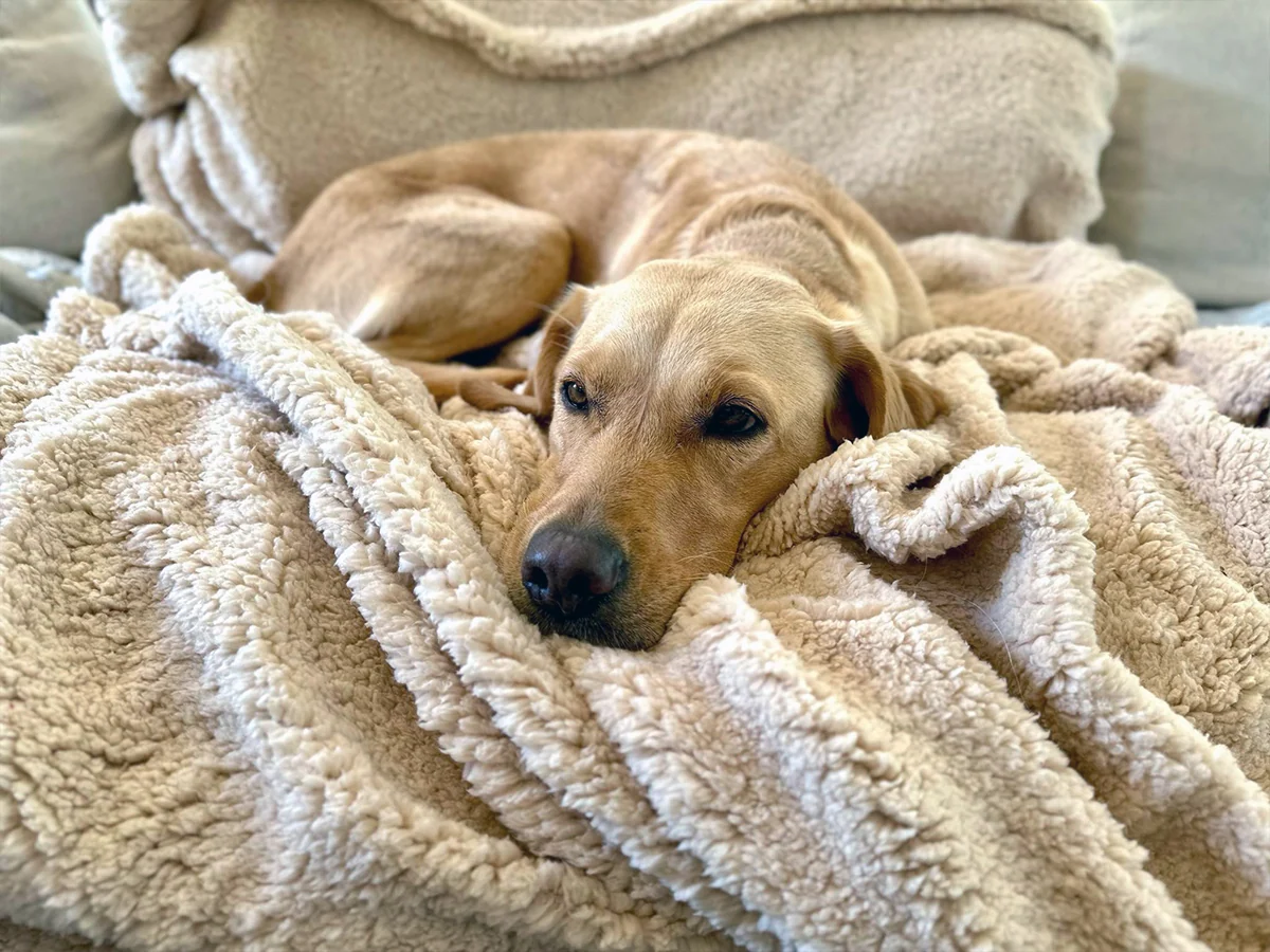 A calm dog resting on a soft blanket at home during recovery, looking relaxed and comfortable
