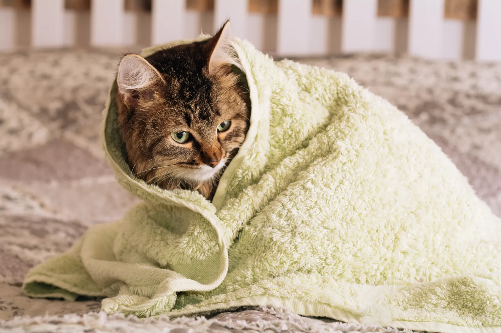 A calm domestic cat wrapped snugly in a towel on a bathroom floor while drying, with a cone collar nearby