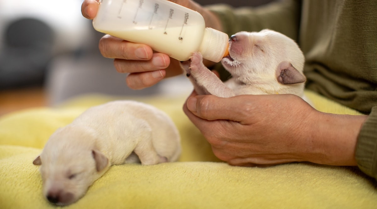 A caregiver bottle-feeding a tiny newborn puppy while other puppies rest in a warm whelping area.