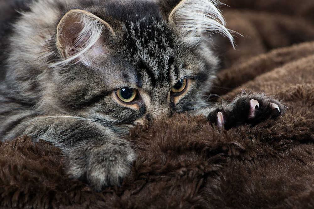 A cat kneading a fleece blanket with paws visible and claws slightly extended