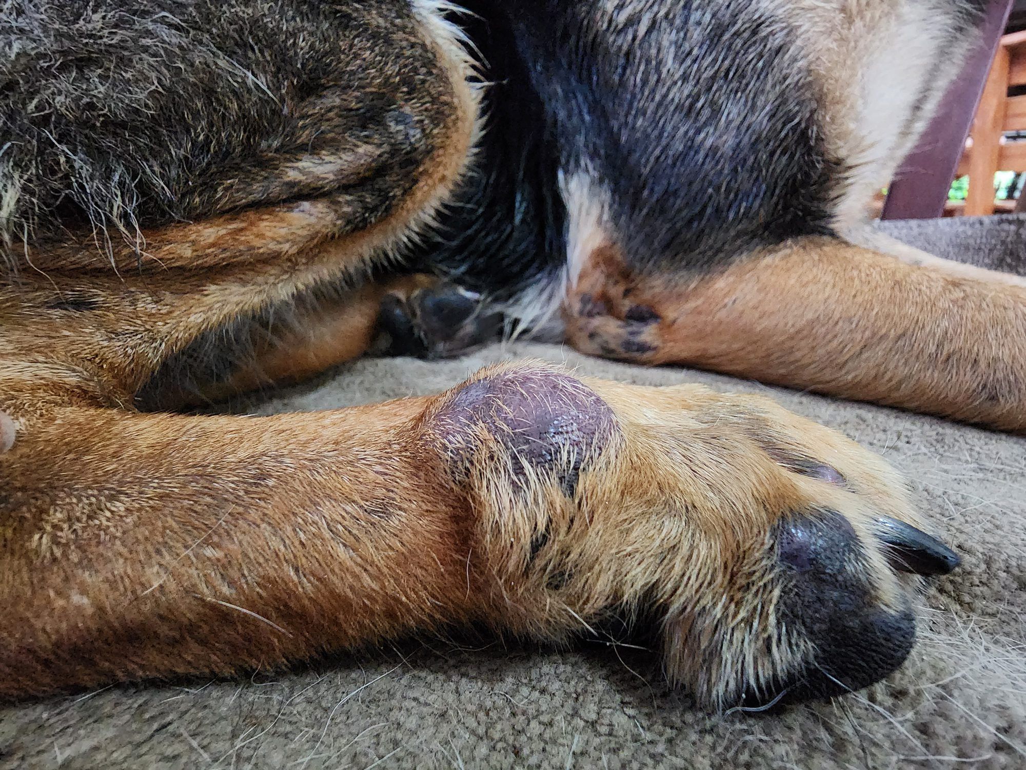 A close-up photo of a dog’s lower leg with a small dark red raised skin mass on short fur, natural indoor lighting, shallow depth of field