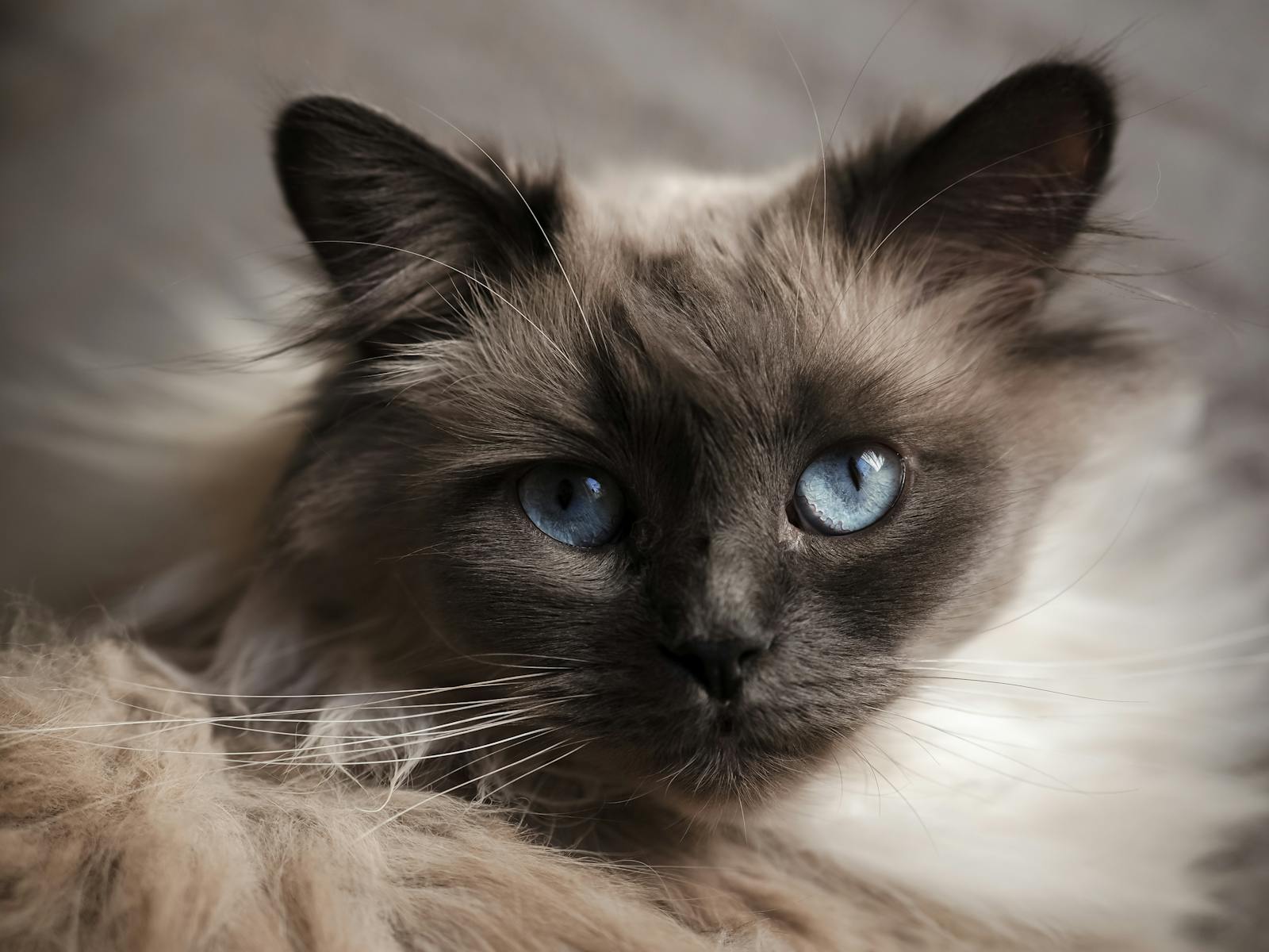 A close-up photograph of a Birman cat’s face showing deep blue eyes and a colorpoint mask