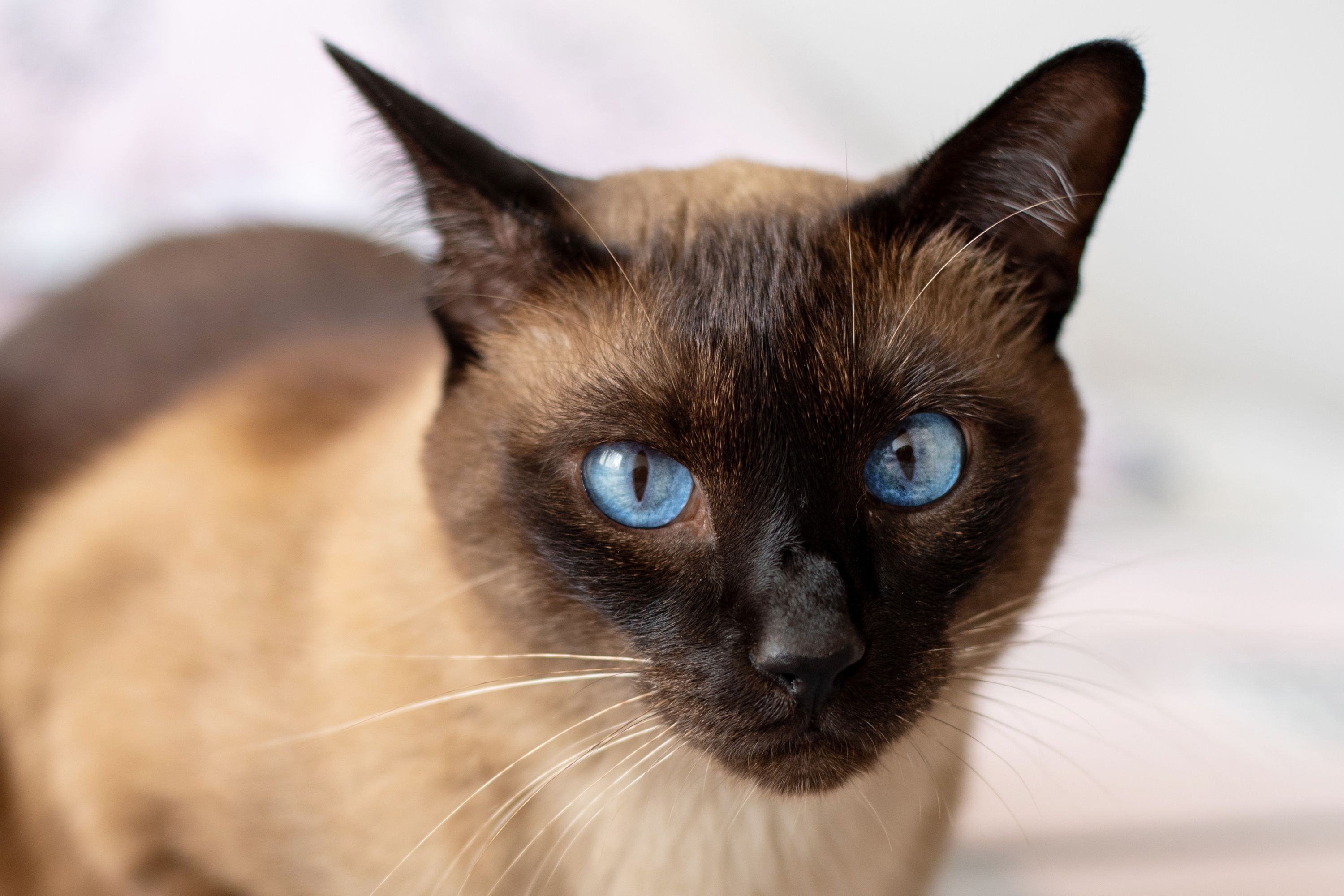A close up photograph of a Colorpoint Shorthair cat showing bright blue eyes and a dark facial mask