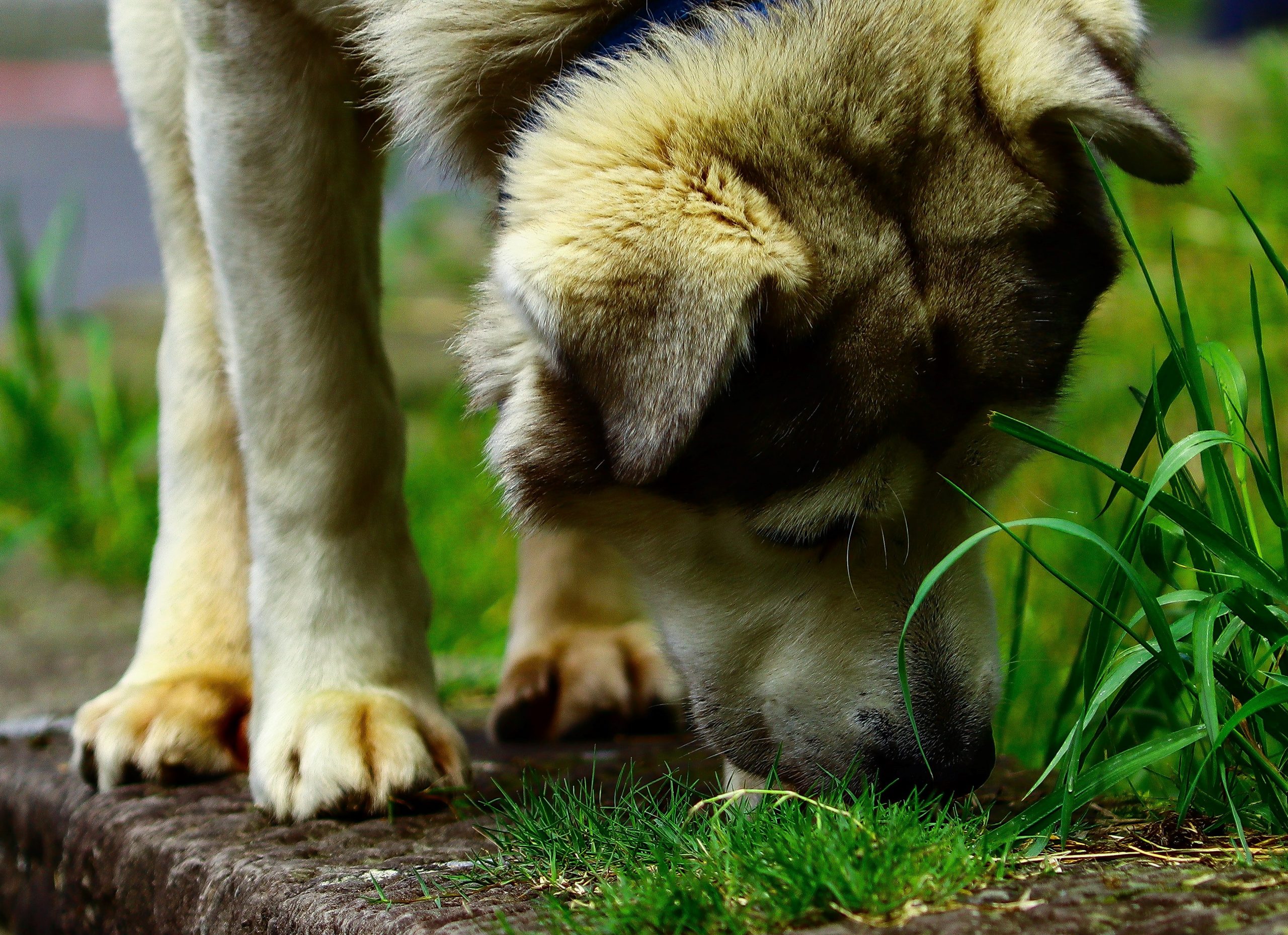 Why Dogs Eat Grass