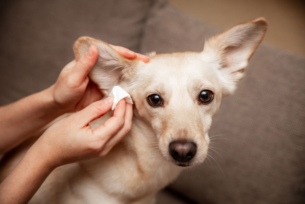 Ear Infections in Dogs: Symptoms and Care