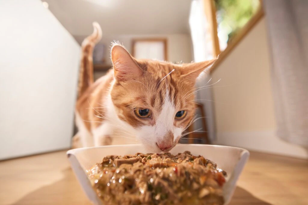 Best Foods for Cats With Cancer