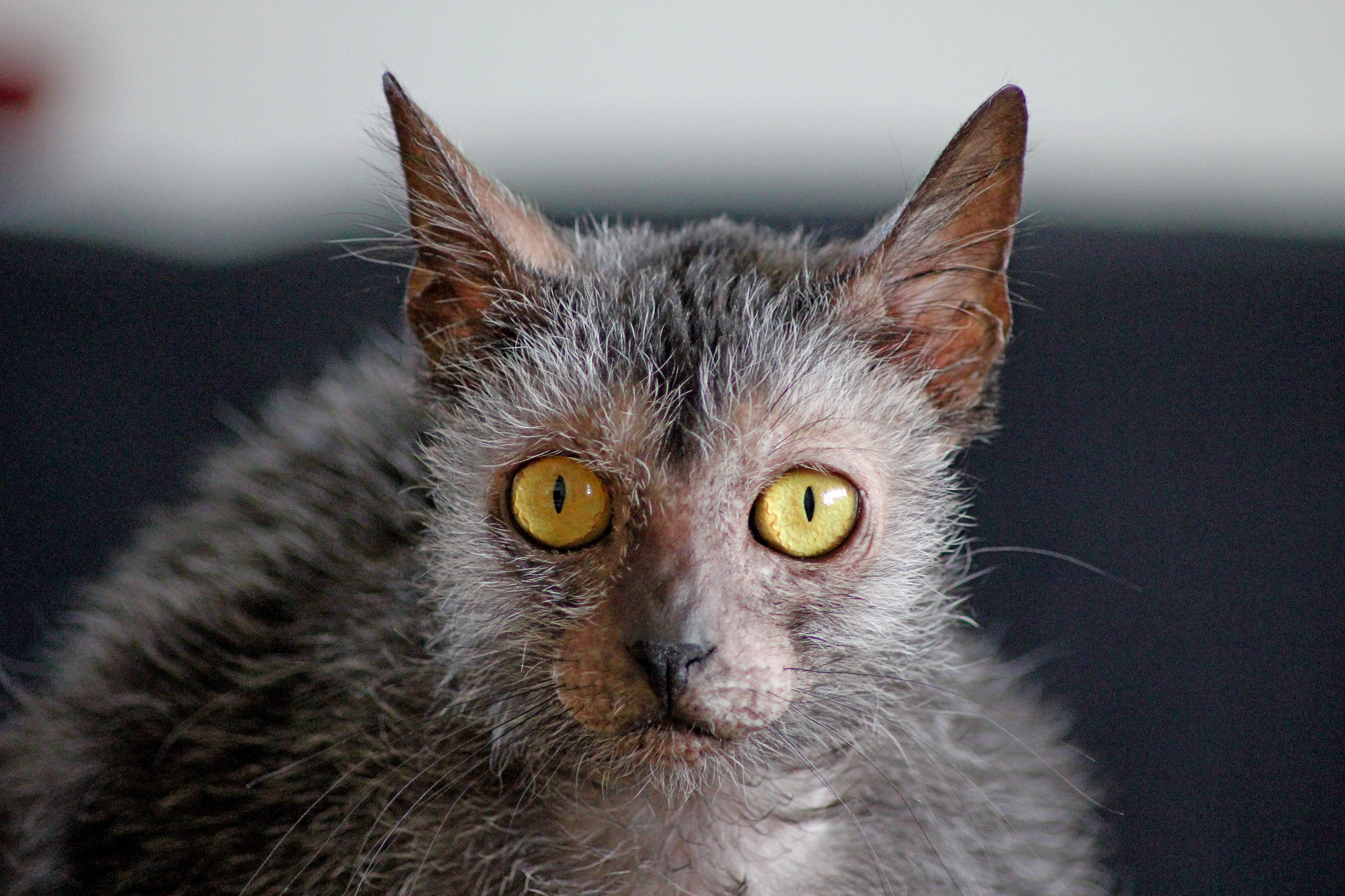 A close-up real photograph of a Lykoi cat looking toward the camera, showing the roan coat texture and sparse fur around the eyes