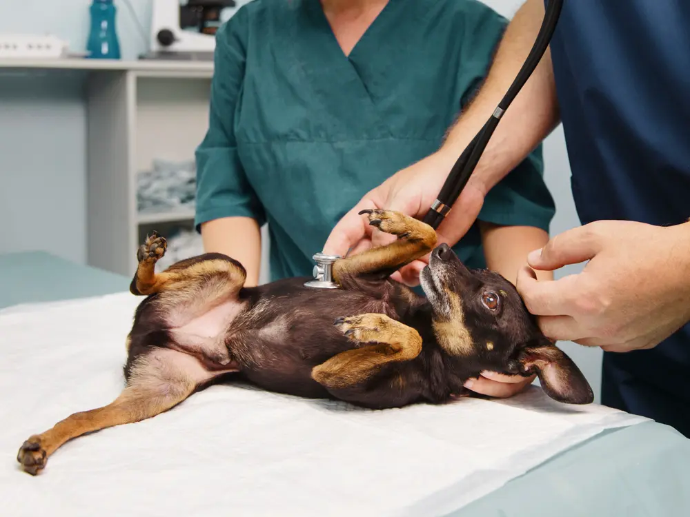 A concerned pet owner carrying a small puppy in a soft carrier while entering an emergency veterinary clinic