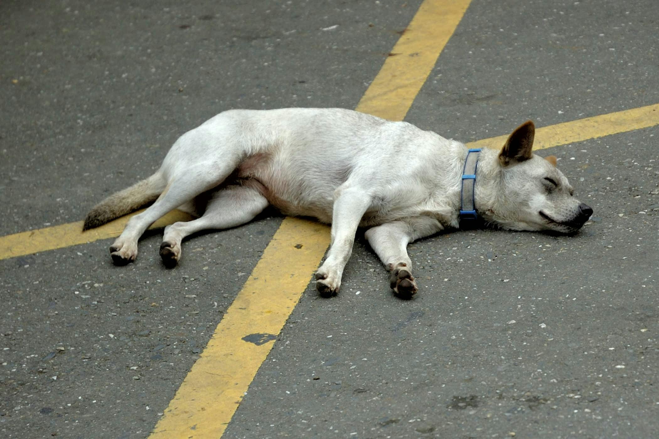 A concerned pet parent kneeling beside a dog that has collapsed on a grassy sidewalk area, urgent pet health moment