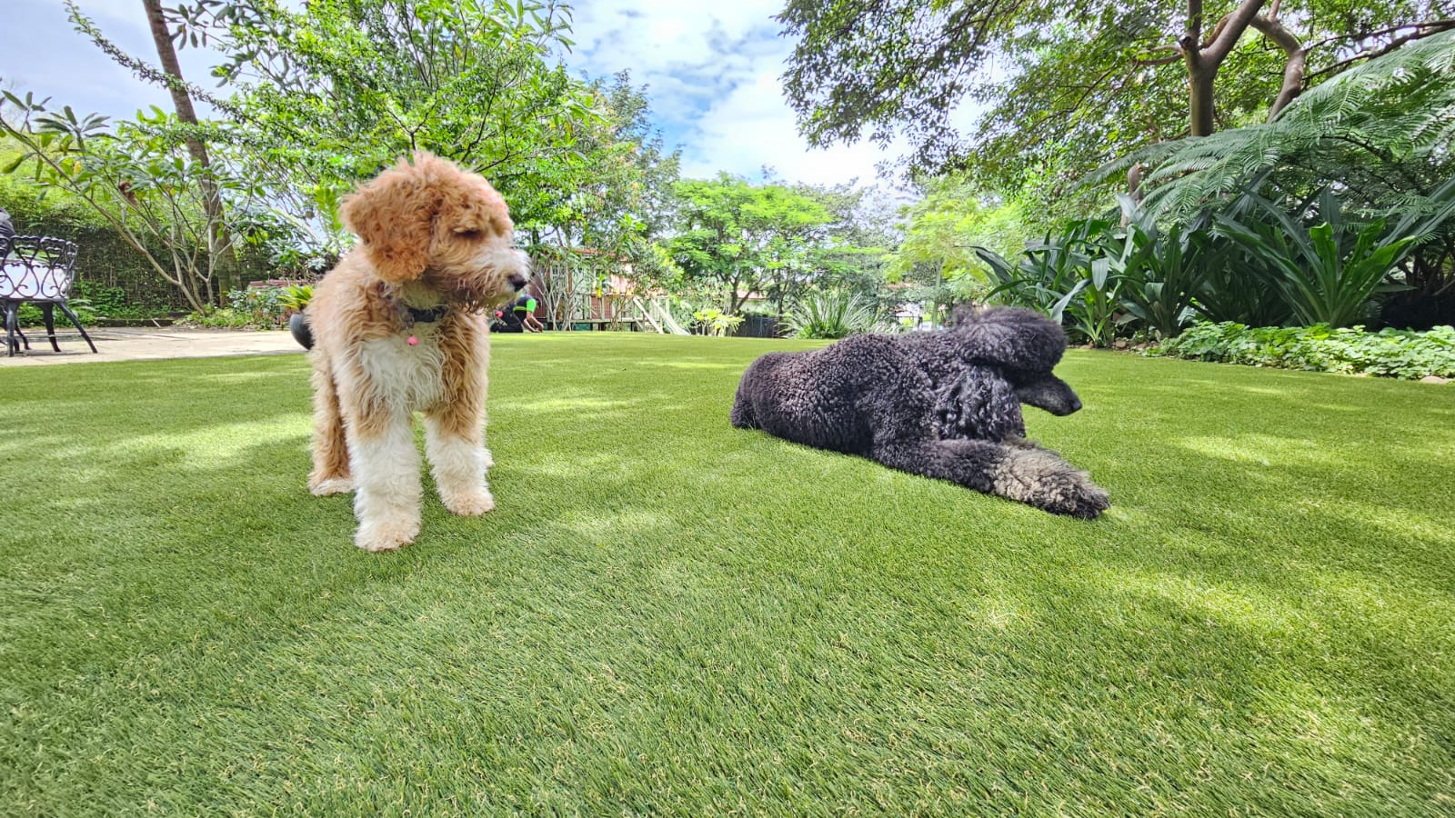 How Long Does Parvo Live in the Yard?