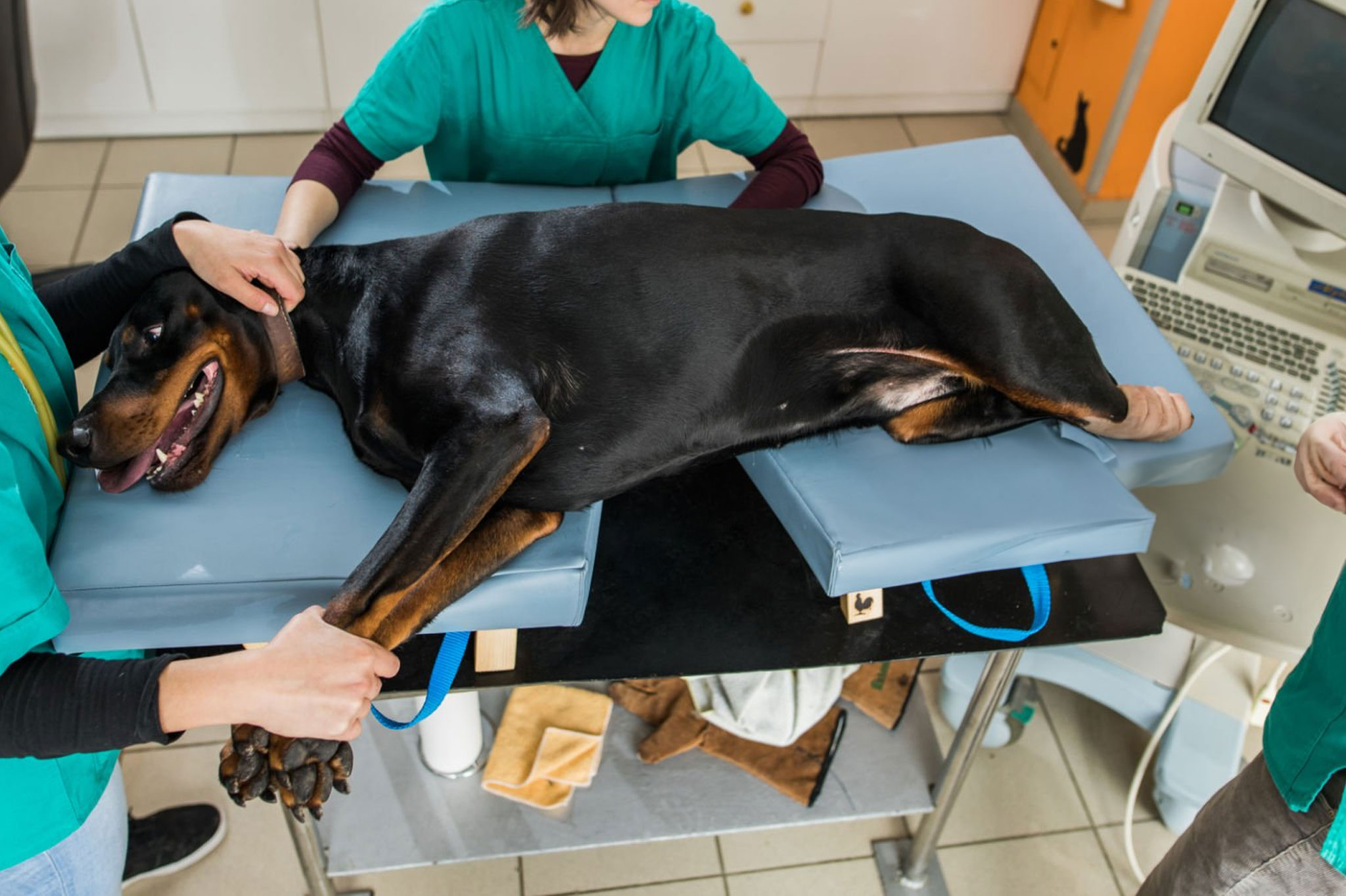 A dog lying calmly on a padded table while a veterinary cardiologist performs an echocardiogram with an ultrasound probe