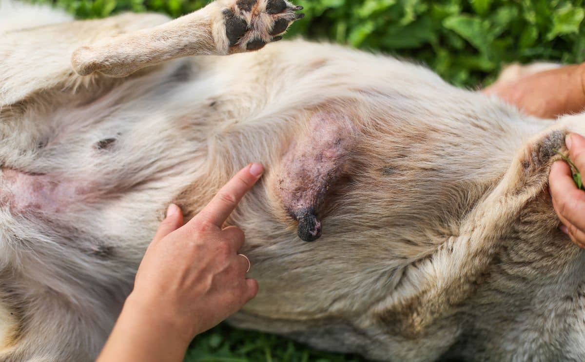 A dog owner gently feeling along a dog's underside at home while the dog stands calmly