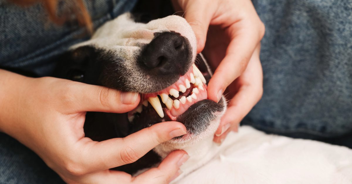 A dog owner gently lifting a dog’s lip to look at gum color in a calm home setting, realistic pet first aid moment