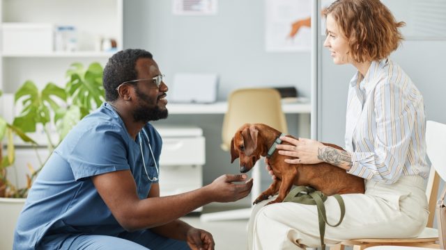 A dog owner seated in a veterinary exam room talking with a veterinarian while a calm dog rests on a blanket nearby