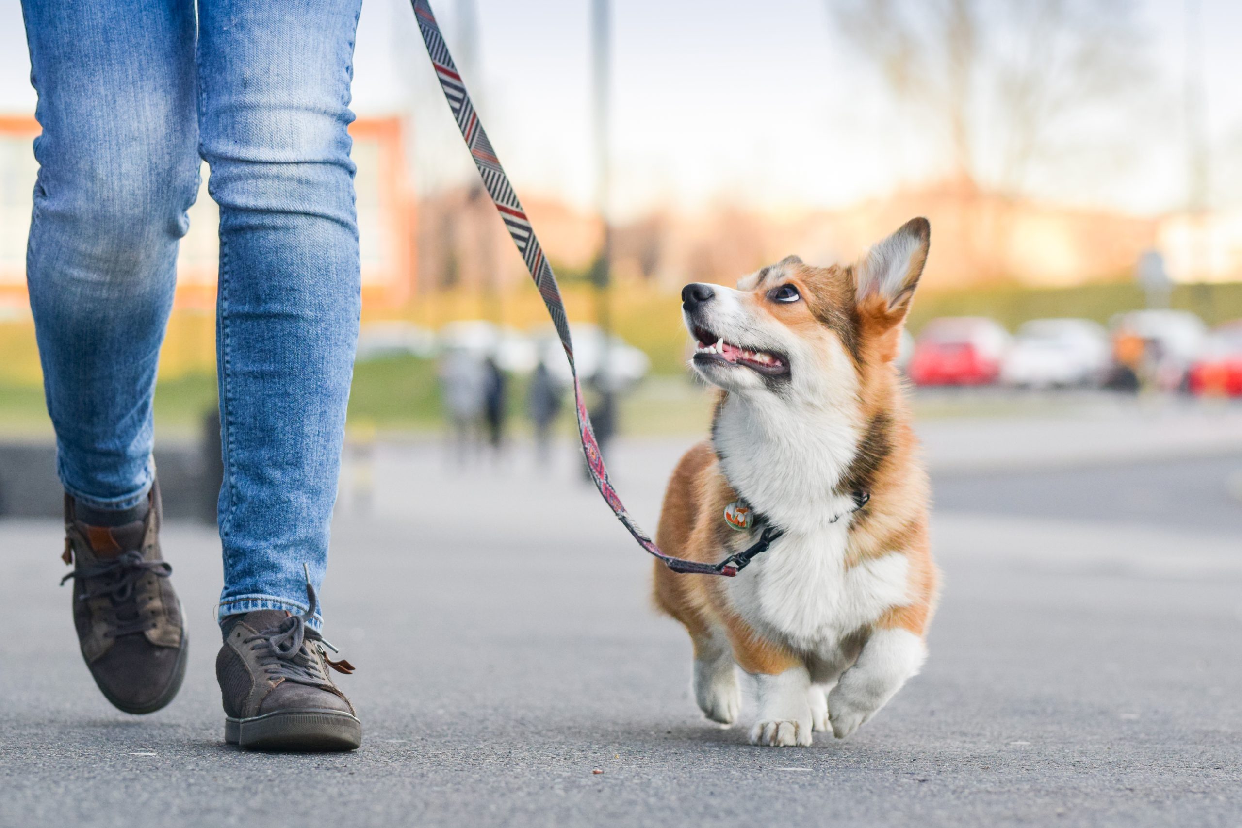 A dog owner walking a medium-sized dog on a leash along a quiet neighborhood sidewalk in the early morning