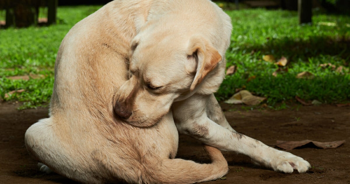 A dog turning its head to lick under the tail while standing indoors, suggesting irritation around the rear end