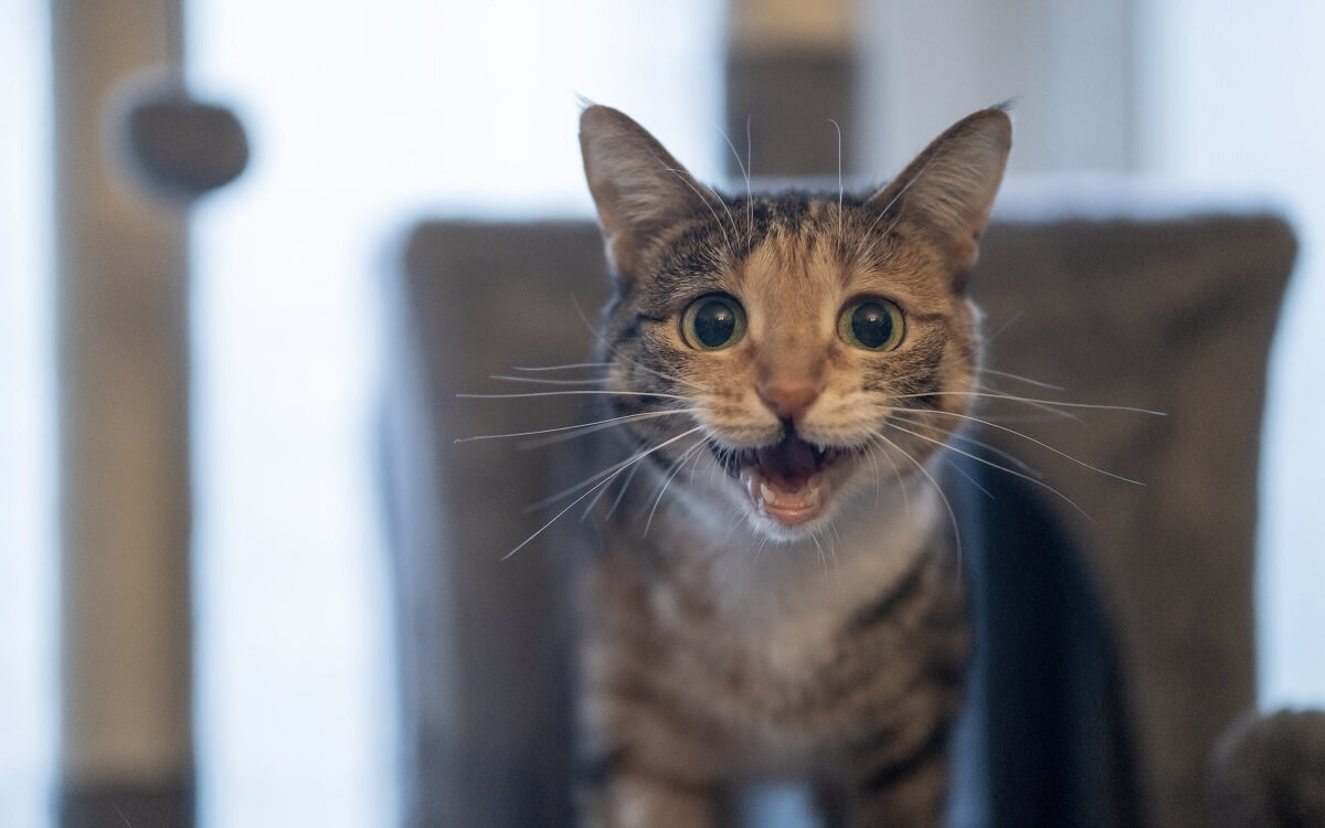Why Is My Cat Yowling? Causes and How to Stop Excessive Yowling