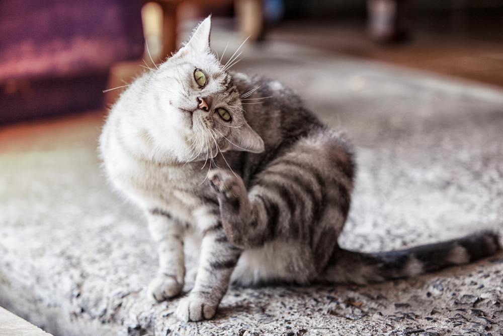 A domestic shorthaired cat sitting on a couch and scratching at one ear with a hind paw in a cozy living room