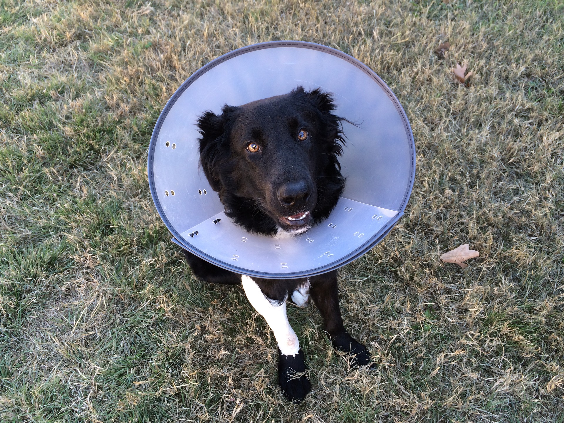 A female dog resting on a blanket at home wearing an e-collar after a spay surgery