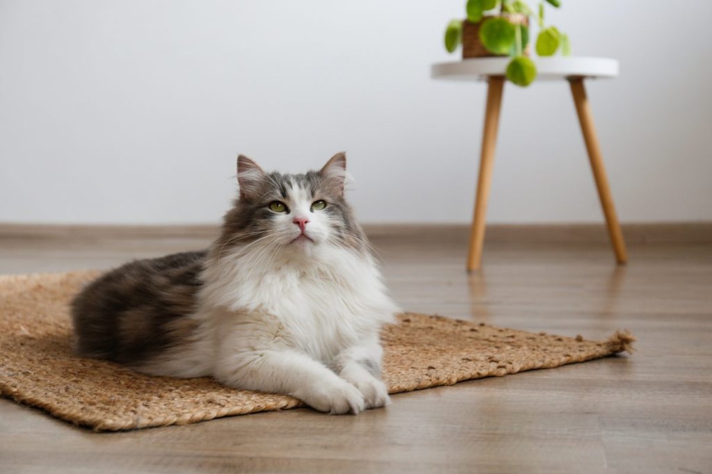 A fluffy Siberian cat sitting on a hardwood floor in natural window light