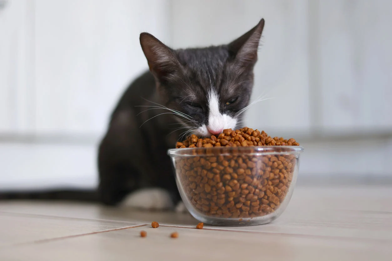 A gray cat eating dry food from a ceramic bowl on a kitchen floor with natural home lighting