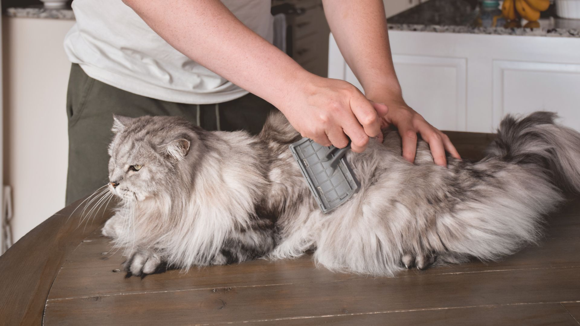 A longhaired cat sitting calmly while a person gently brushes its coat with a slicker brush