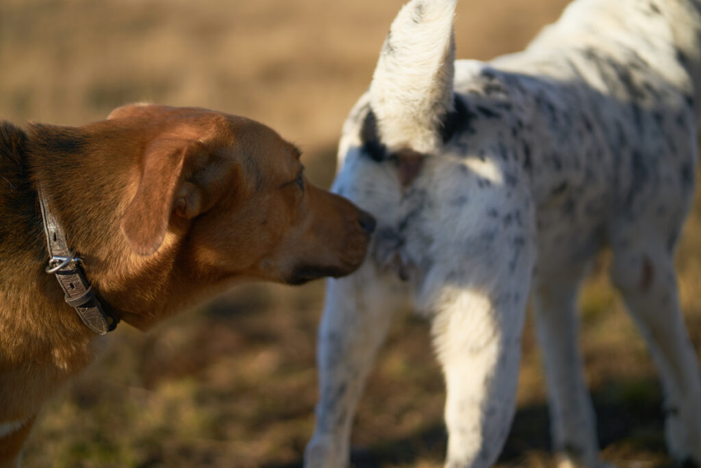 A male dog sniffing a female dog outdoors on leash while the female stands still with her tail slightly to the side