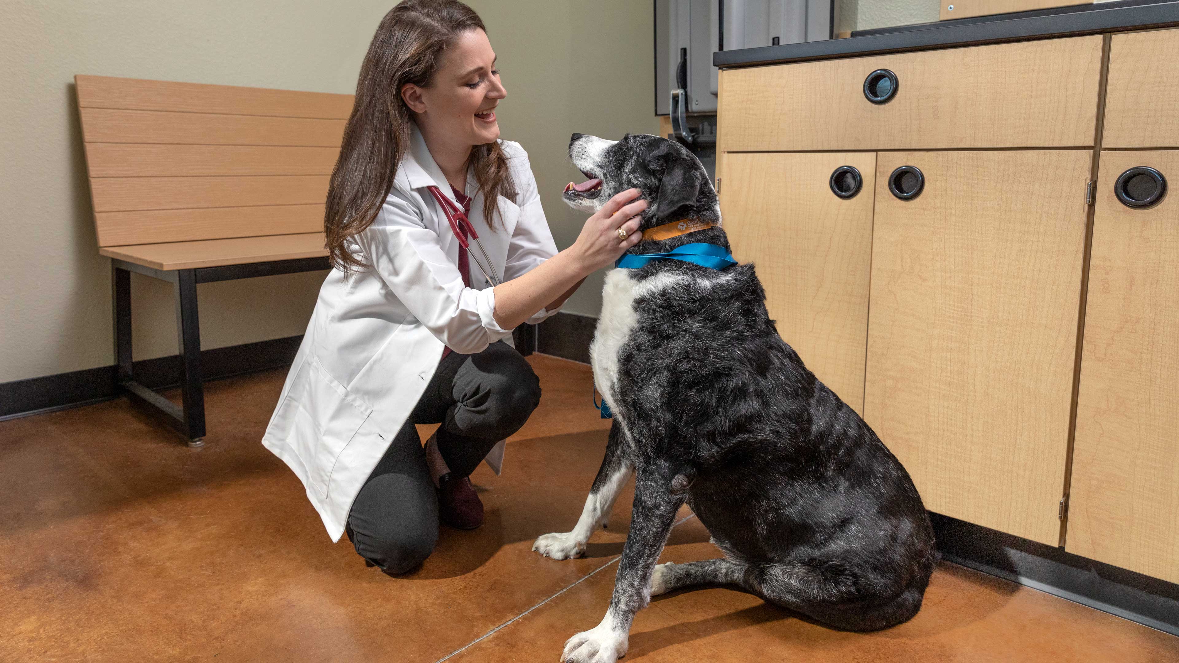 Can Adult Dogs Get Parvo?