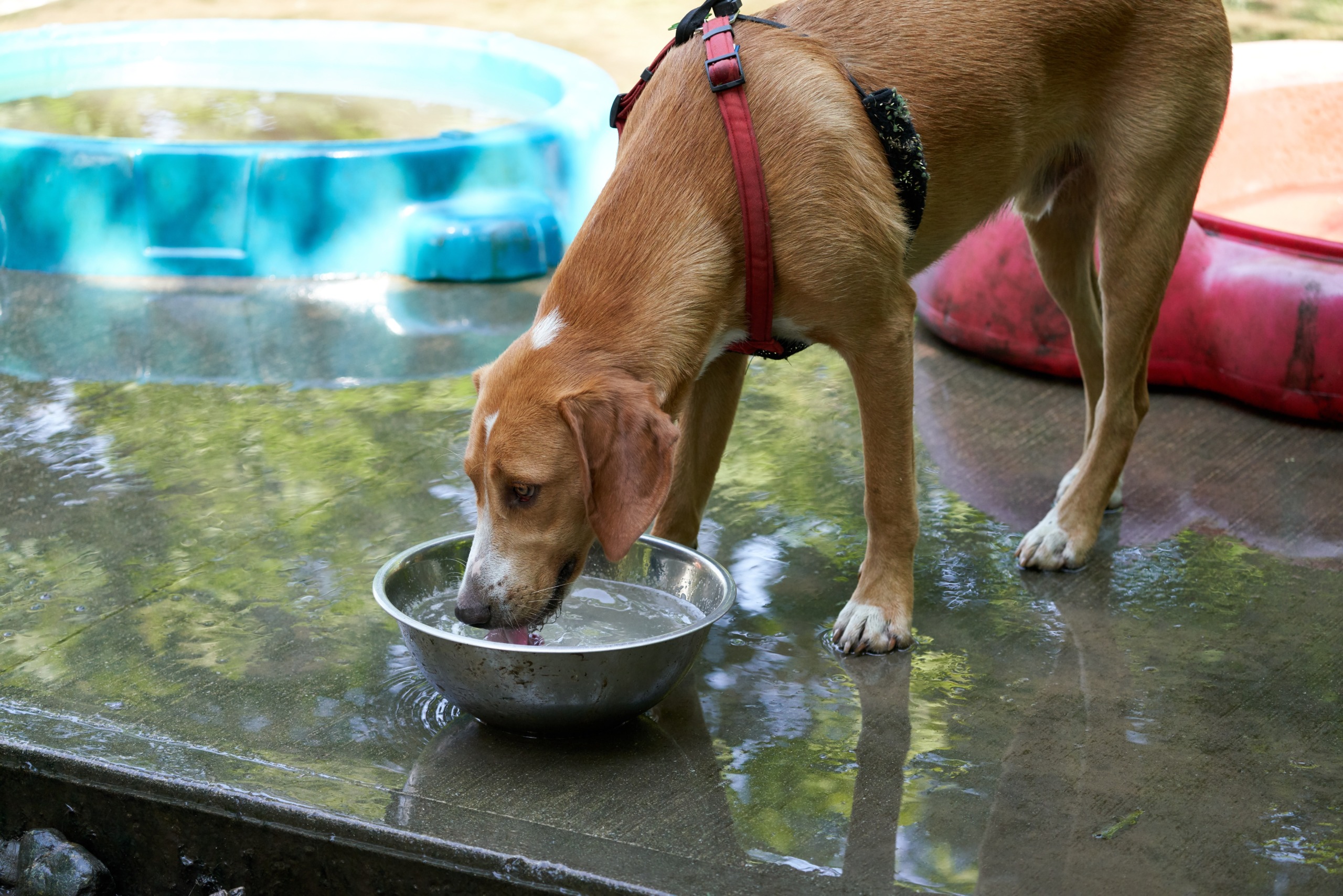 A medium-sized dog drinking from a stainless steel water bowl on a kitchen floor, with water droplets visible around the muzzle