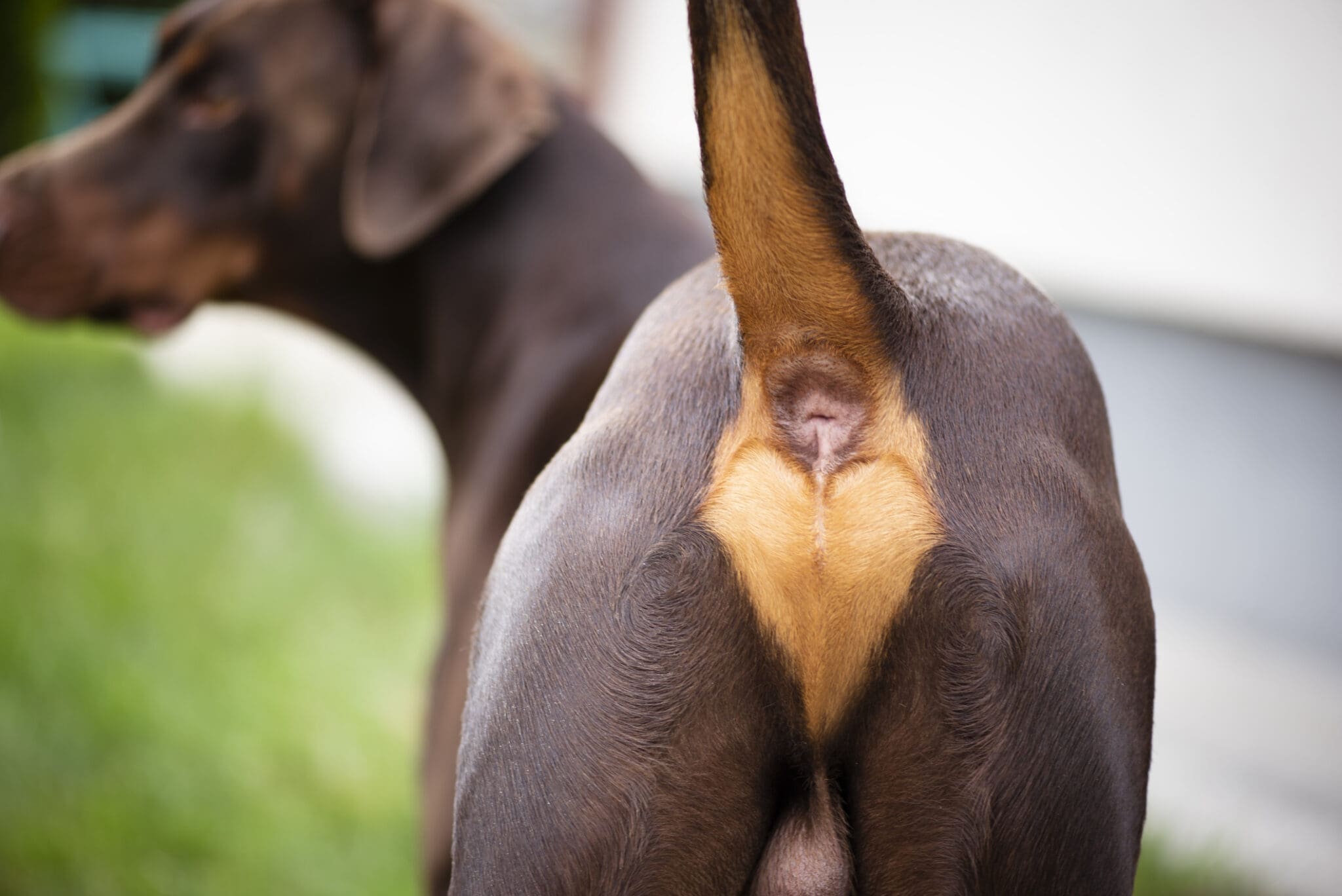 A medium-sized intact male dog standing calmly while a person gently parts fur near the tail base to check the skin around the anus in a well-lit home setting
