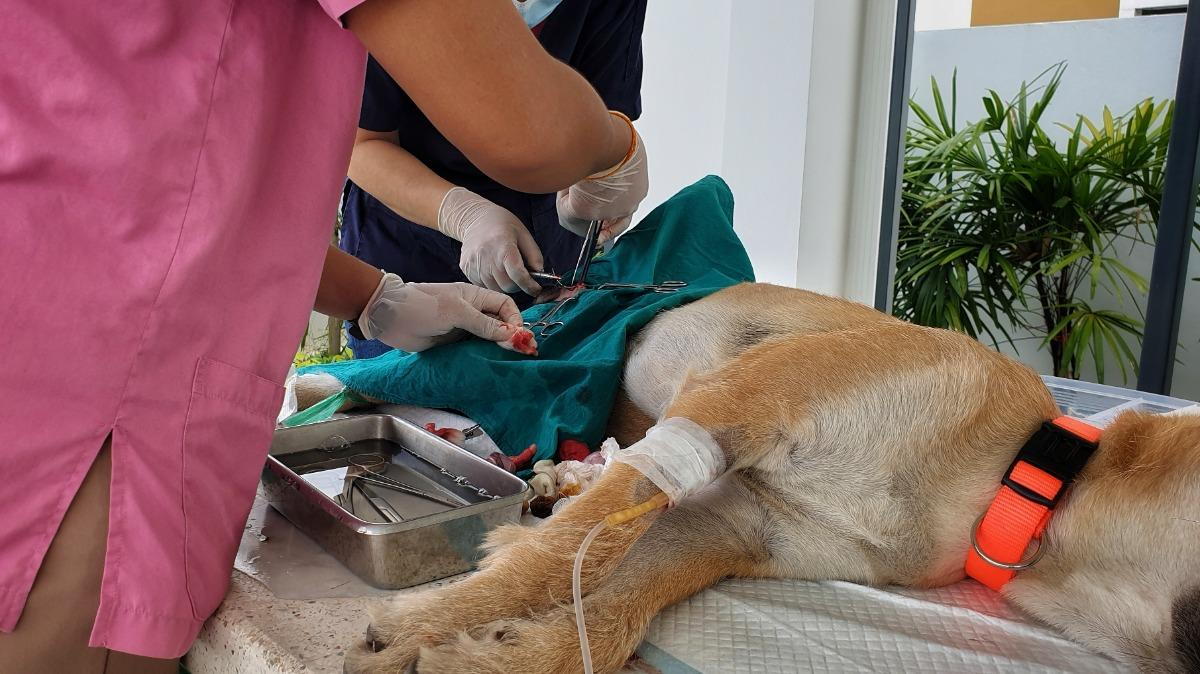 A medium-sized mixed-breed female dog on an exam table while a veterinarian gently examines her abdomen in a bright veterinary clinic