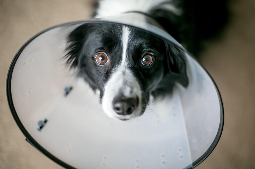 A mixed-breed dog standing indoors wearing an e-collar to prevent licking during wound healing