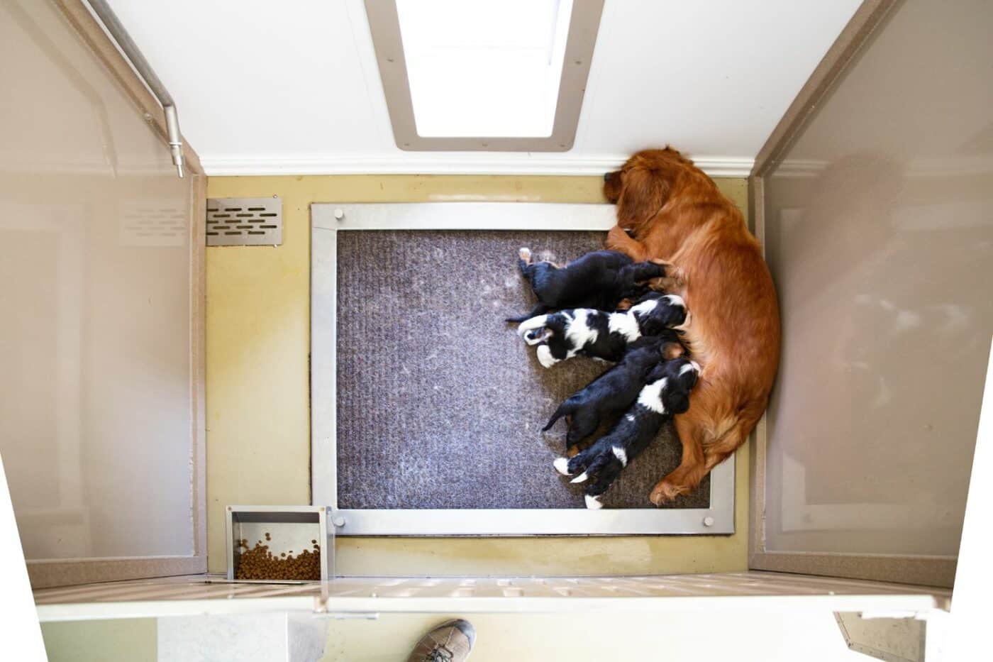 Mastitis in Nursing Dogs