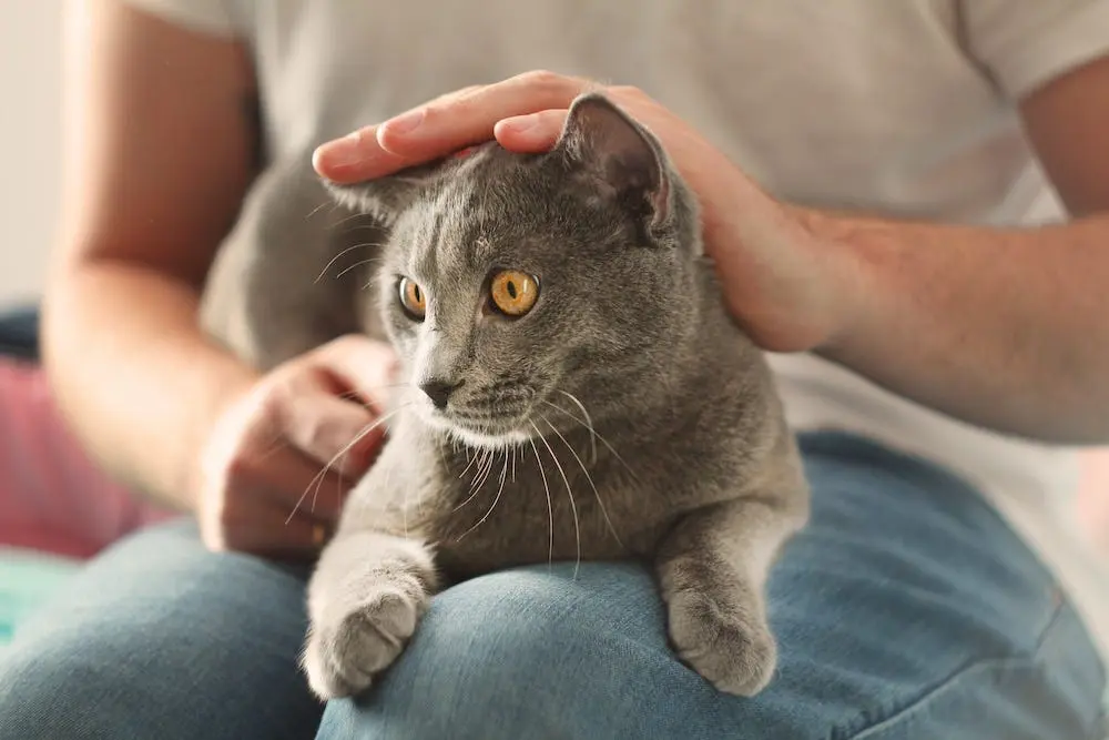 A person gently petting a cat’s head while the cat leans in for attention, showing close contact that can allow mites to transfer briefly