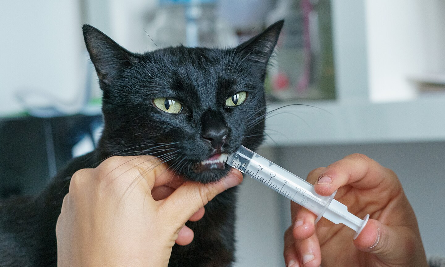 A pet owner gently giving a cat oral medication using a small treat while the cat sits calmly on a kitchen floor
