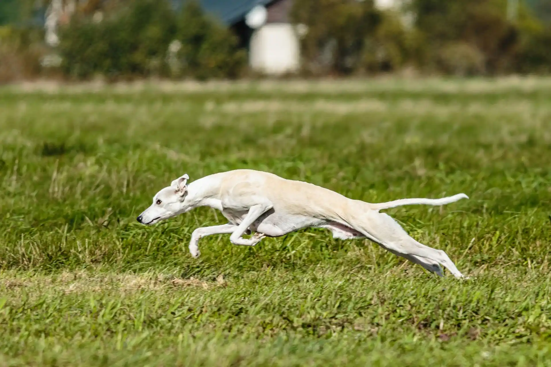 A photorealistic action shot of a Whippet sprinting across a fenced grassy field, muscles defined, ears back, legs fully extended in mid-stride, bright daylight sports photography
