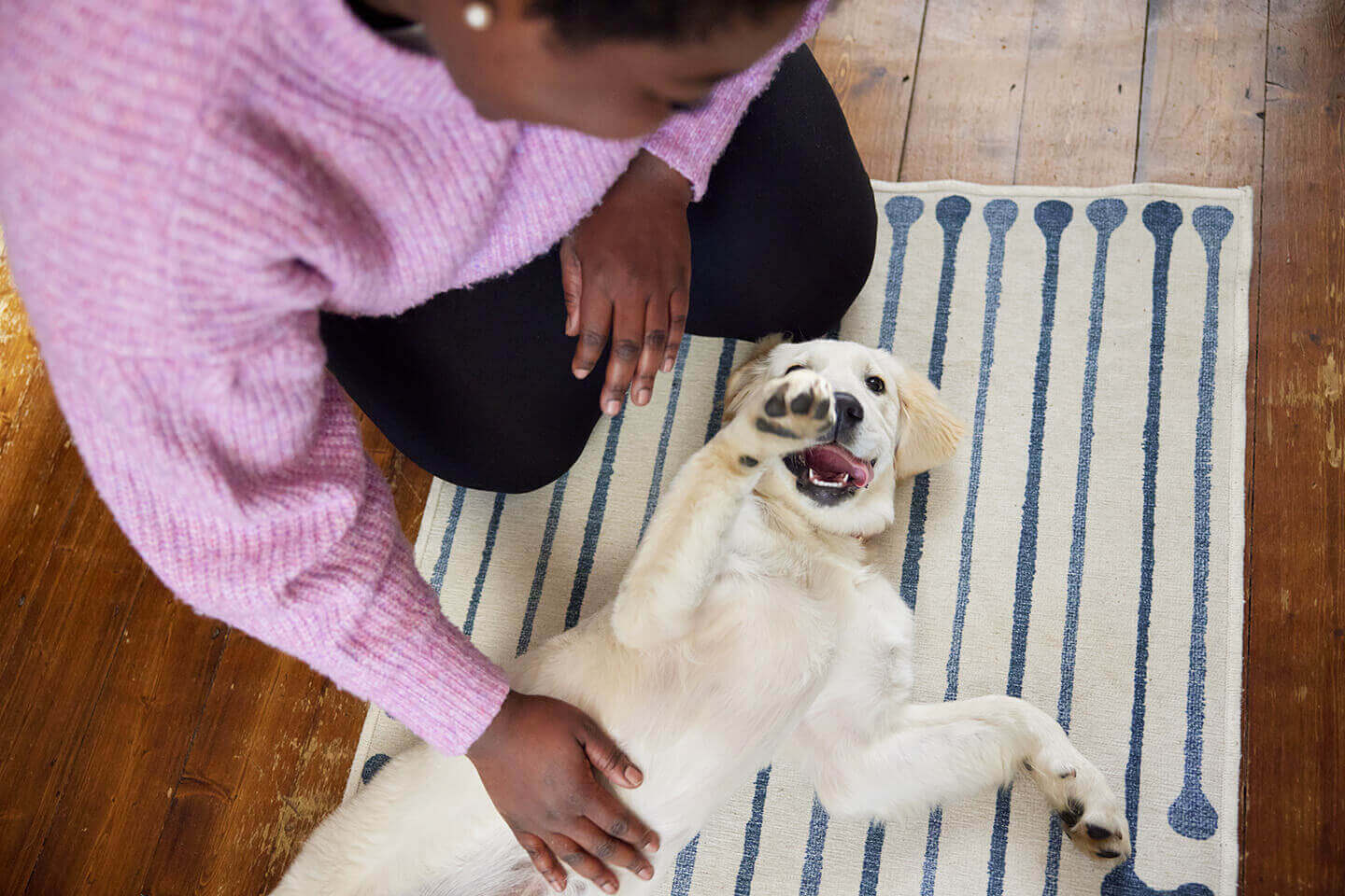 A puppy practicing a sit cue in a living room with an owner holding a small treat in a calm at-home training setup