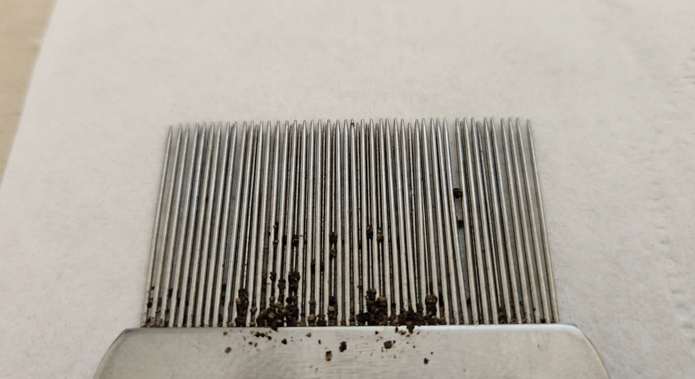 A real photo of a flea comb with dark flea dirt specks caught in the comb teeth