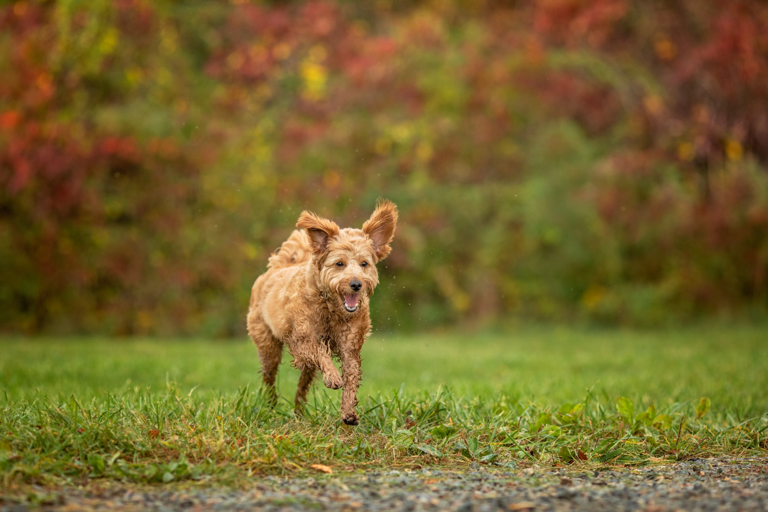 A real photograph of an Irish Doodle running across a park on a sunny day, ears bouncing and curly red coat in motion, action pet photography with a natural background