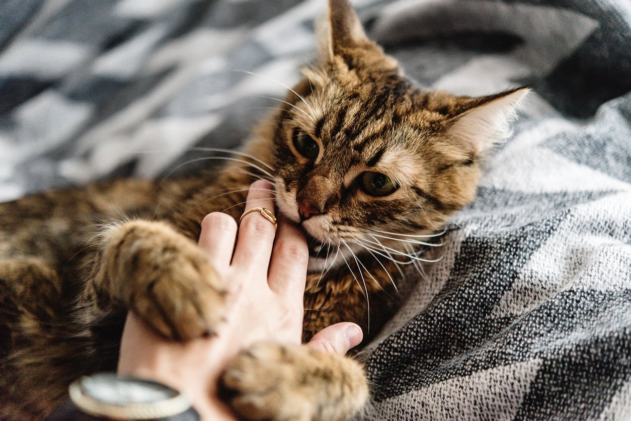 Why Cats Bite: Common Causes and How to Stop It