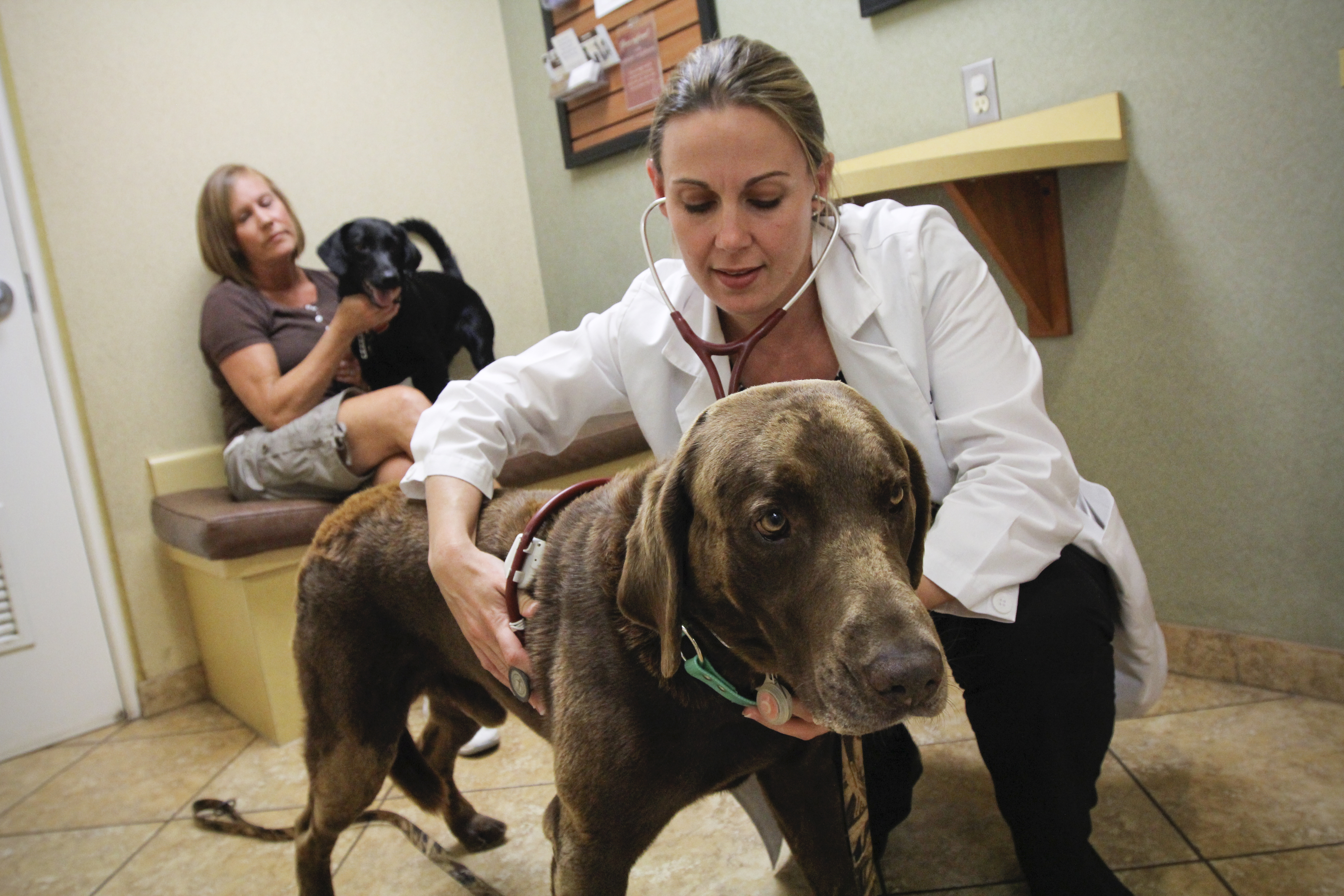 A senior mixed-breed dog standing calmly on an exam table while a veterinarian gently examines the dog’s hind end, in a bright veterinary clinic
